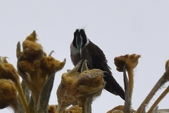 Oxypogon guerinii