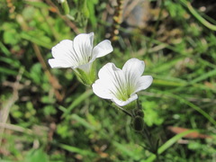 Cherleria circassica