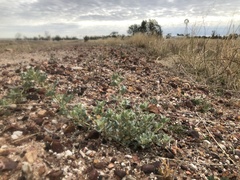 Atriplex muelleri