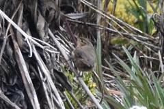 Troglodytes solstitialis