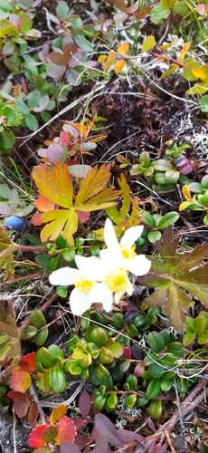 Anemonastrum biarmiense, photograph 4