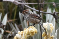 Leptasthenura andicola
