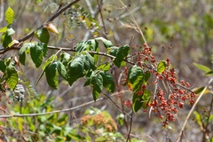 Rhus terebinthifolia