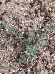 Atriplex muelleri