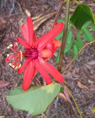 Passiflora araujoi