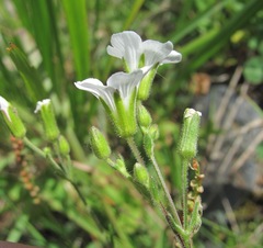 Cherleria circassica
