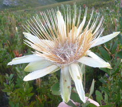 Protea aurea aurea