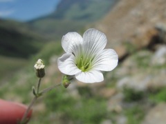 Cherleria circassica