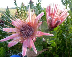 Protea aurea aurea