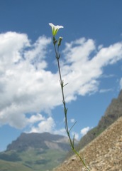 Cherleria circassica