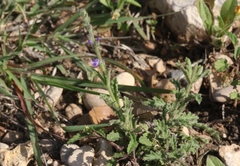 Verbena canescens