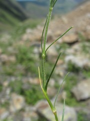 Cherleria circassica