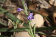 Verbena canescens