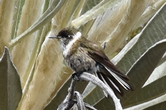 Oxypogon guerinii