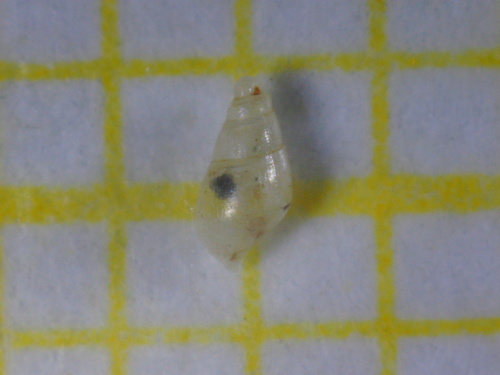 Representative image of Ondina