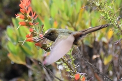 Chalcostigma heteropogon