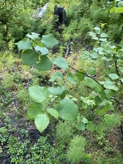 Betula platyphylla