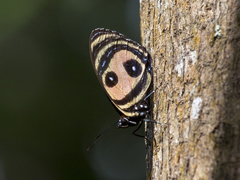 Callicore pitheas