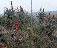 Aloe ferox