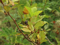 Crataegus gaylussacia