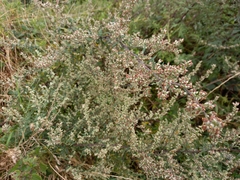 Artemisia vulgaris vulgaris