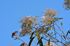 Vernonanthura patens