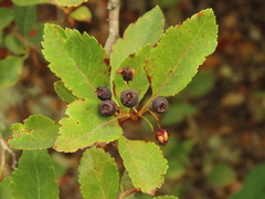 Crataegus gaylussacia
