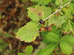 Crataegus gaylussacia