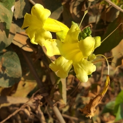 Adenocalymma calcareum