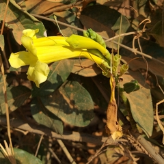 Adenocalymma calcareum