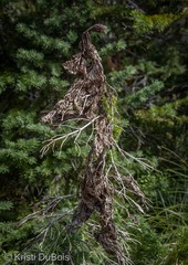 Herpotrichia juniperi