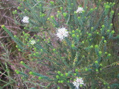 Agathosma apiculata