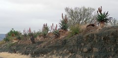 Aloe ferox