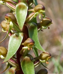 Satyrium parviflorum