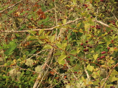 Crataegus castlegarensis