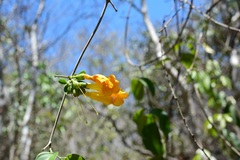 Anemopaegma chrysanthum