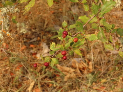 Crataegus castlegarensis