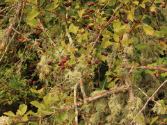Crataegus castlegarensis