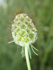 Scabiosa georgica