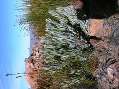 Protea pendula