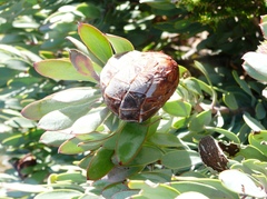 Protea pendula
