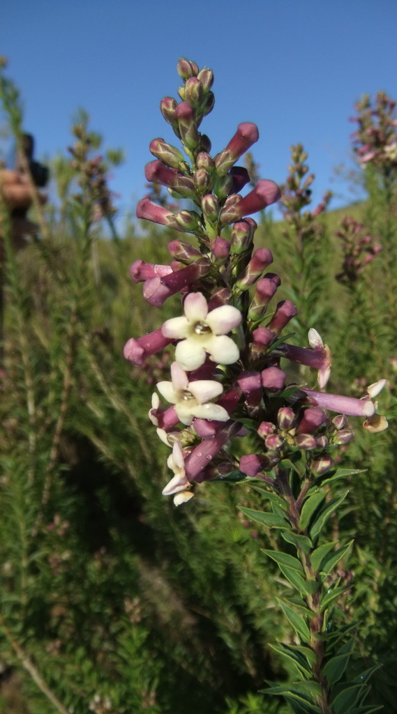 Recurved Bellbush