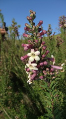 Freylinia densiflora