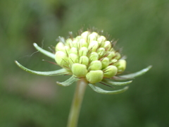 Scabiosa georgica