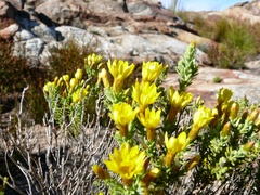 Oedera sedifolia