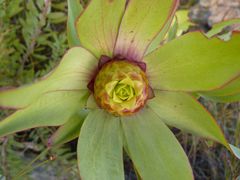 Leucadendron tinctum