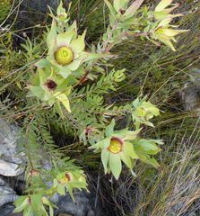 Leucadendron tinctum