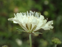 Scabiosa georgica