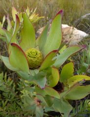 Leucadendron tinctum