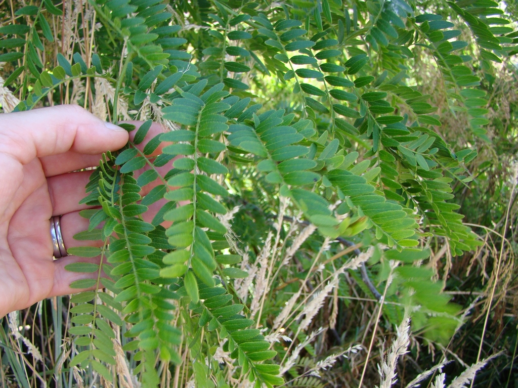 Gleditsia triacanthos, lake wairarapa